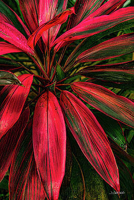 Jamaica Photograph - Blazing Red by Jim Carlen