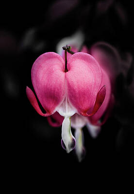Beautiful Wall Art featuring the photograph Bleeding Heart, Flower by Shannon Williams