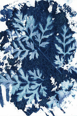 Photograph - Bleeding Heart Leaves by Elizabeth Reich