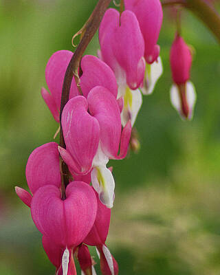Photograph - Bleeding Hearts by Robert Allen Hill