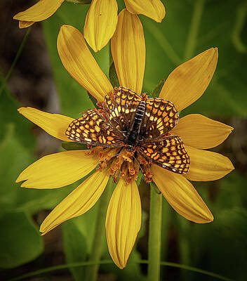 Flower Photograph - Blending In by Tim Lyden