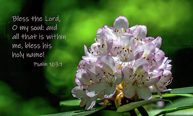 Cade Cove Photograph - Blessings by Marcy Wielfaert