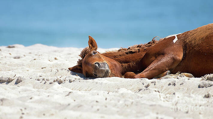 Wall Art featuring the photograph Bliss - Catching Some Sun by Rehna George