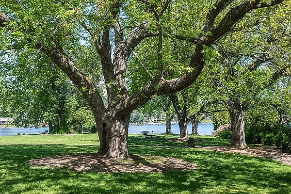 Spring Photograph - Bloedel-Donovan Park In Spring by Tom Cochran