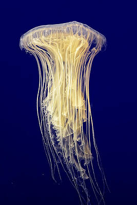 Blonde Sea Nettle by KJ Swan