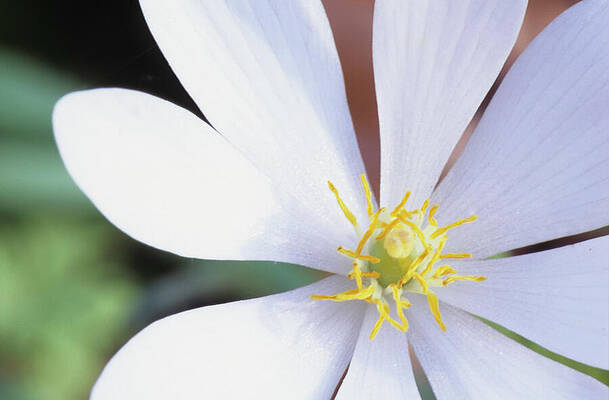 Spring Wall Art featuring the photograph Bloodroot Closeup by Michael Collins