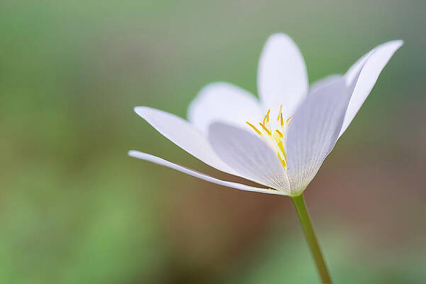 Bloodroot Wildflower by Michael Collins