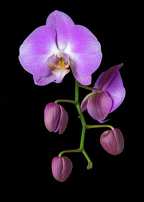 Flower Wall Art featuring the photograph Bloomin' Orchid by Dave King