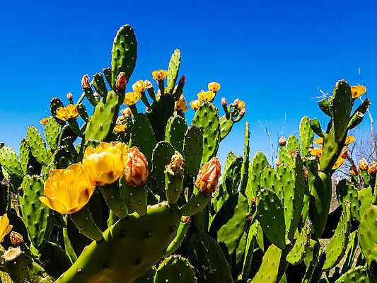 Natural Wall Art featuring the photograph Blooming Cactus In Australia by Andre Petrov