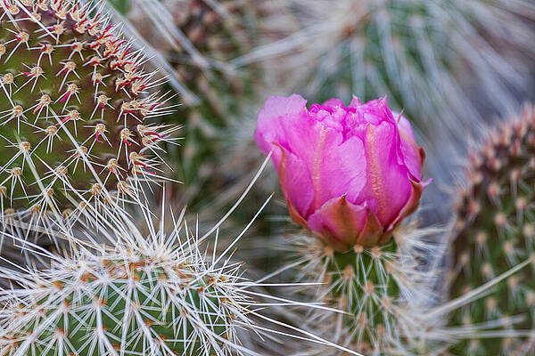 Cactus with a Blooming Pink Flower Photograph