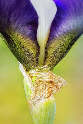 Flower Photograph - Blooming Iris by Susan Candelario