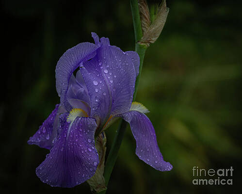 Summer Photograph - Blooming Iris by William Norton