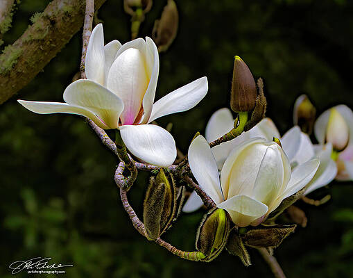 Blooming Magnolia Flowers Wall Art