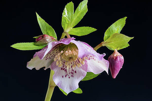 Blooming Pink Hellebore Flower Wall Art