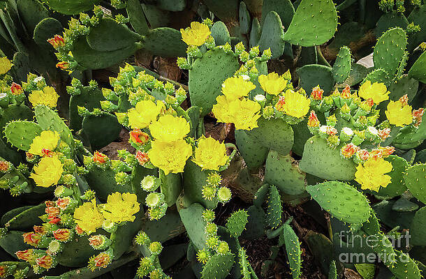 Wall Art featuring the photograph Blooming Texas Prickly Pear Cactus 1 by Ron Long Ltd Photography