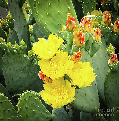 Wall Art featuring the photograph Blooming Texas Prickly Pear Cactus 3 by Ron Long Ltd Photography