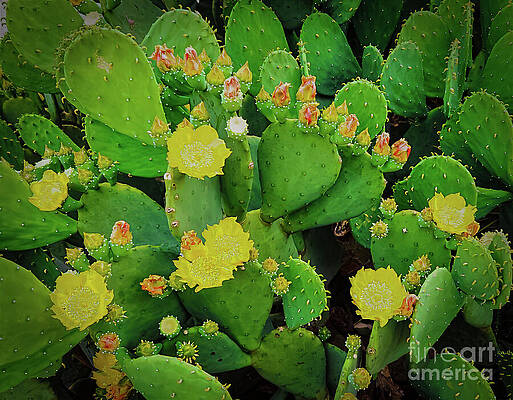 Wall Art featuring the photograph Blooming Texas Prickly Pear Cactus 4 by Ron Long Ltd Photography