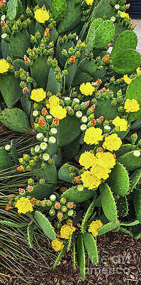 Wall Art featuring the photograph Blooming Texas Prickly Pear Cactus 5 by Ron Long Ltd Photography