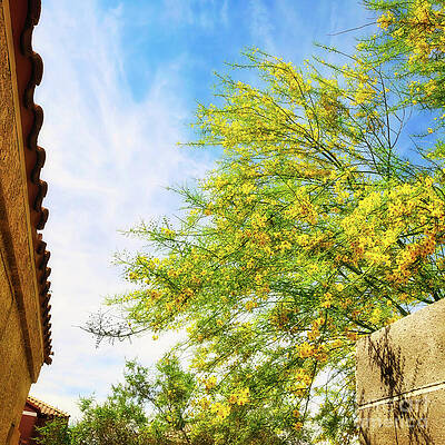 Wall Art featuring the photograph Blooming Yellow Tree In Las Vegas by Tatiana Travelways