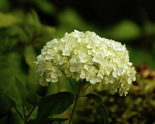 Natural Photograph - Blooms by Deb Beausoleil