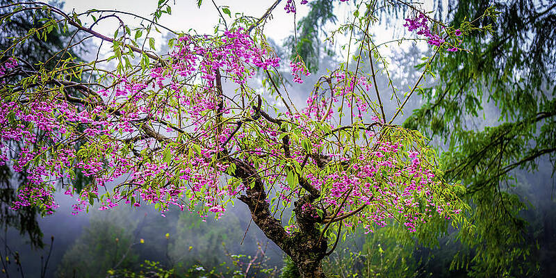 Blossums in the Rain Capilano British Columbia Canada by Tommy Farnsworth