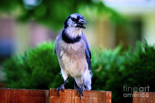 Wildlife Photograph - Blu Jay by Thomas Nay