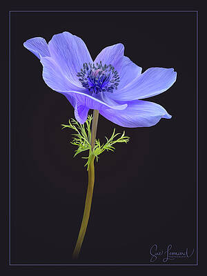 Photograph - Blue Anemone by Sue Leonard