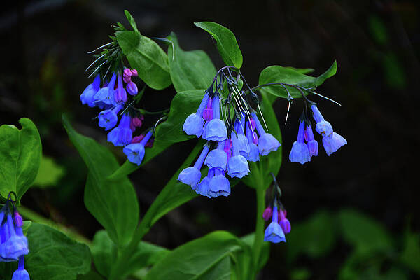 Wall Art featuring the photograph Blue Bells On The Maryland Appalachian Trail by Raymond Salani III