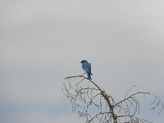 Wildlife Wall Art featuring the photograph Blue Bird In The Wind 2 by Amanda R Wright