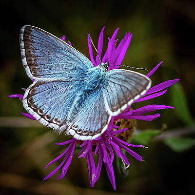 Delicate Wall Art featuring the photograph Blue Butterfly by Shirley Mitchell