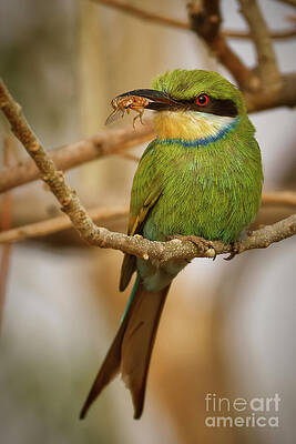 Green Bee-eater with Catch Photograph