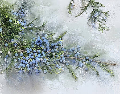 Juniper Berries in Winter Wall Art