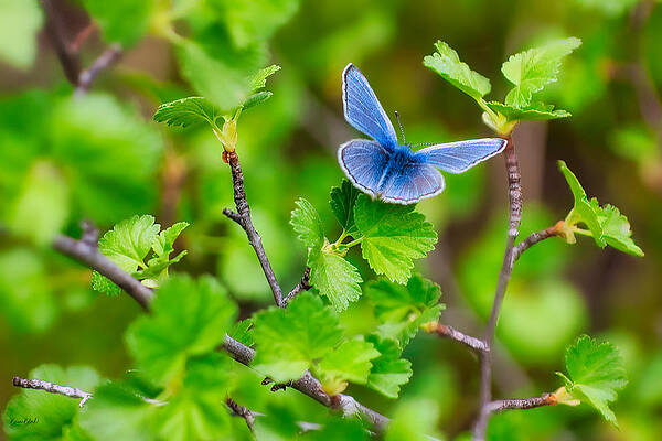 Butterfly Photograph - Blue Copper Butterfly by Bruce Block