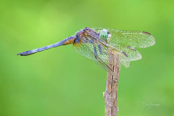 Nature Photograph - Blue Dasher #2491 by Dan Beauvais