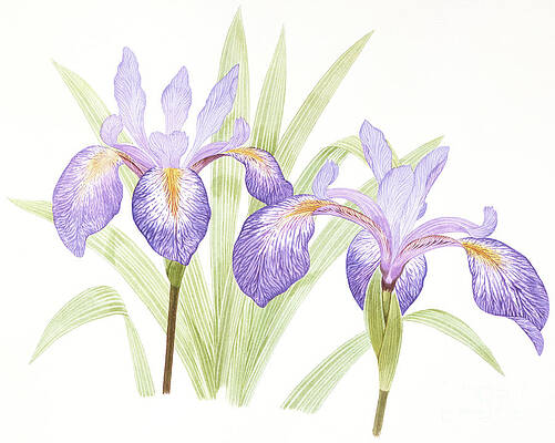 Nature Wall Art featuring the painting Blue Flag - Wildflower Of The 50 States by Kristin Rosenberg