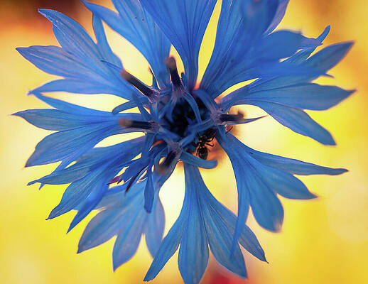 Wall Art featuring the photograph Blue Flower On Yellow Background by Jason Fink