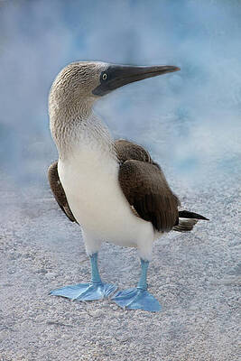Blue Photograph - Blue Footed Booby 1B by Sally Fuller
