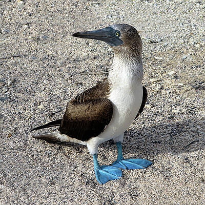 Blue Photograph - Blue Footed Booby 2A by Sally Fuller
