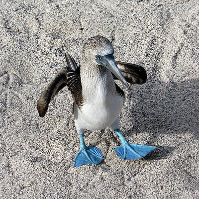 Blue Photograph - Blue Footed Booby 3A by Sally Fuller