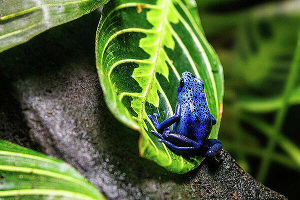 Wildlife Photograph - Blue Frog - Springfield, Missouri by Robert Niemeier