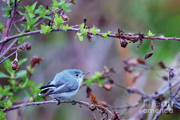 Fl Wall Art featuring the photograph Blue Gray Gnatcatcher by Mary Lou Chmura
