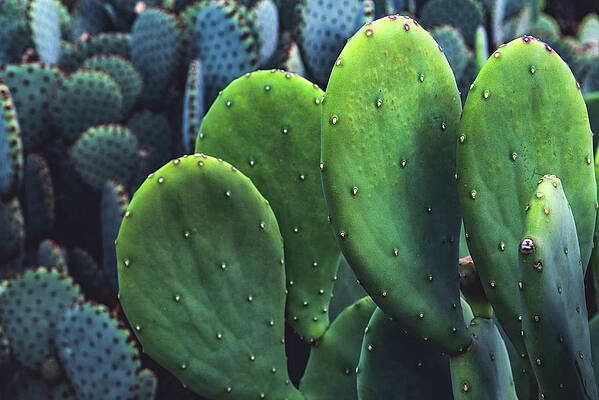 Beautiful Photograph - Blue-Green Prickly Pear Cactus, Arizona by Abbie Warnock