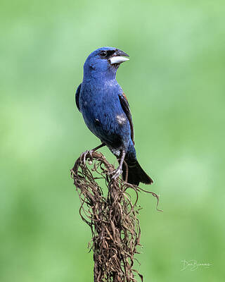 Nature Photograph - Blue Grosbeak #7276 by Dan Beauvais