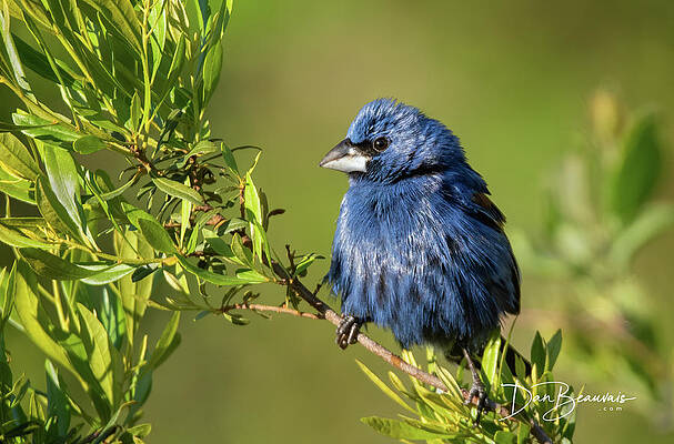 Wildlife Photograph - Blue Grosbeak 7926 by Dan Beauvais