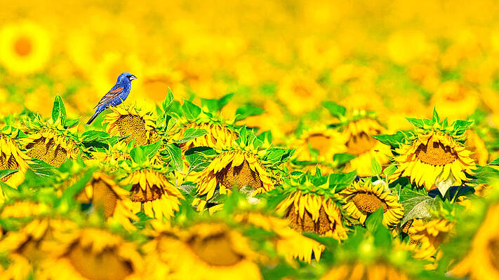Arizona Photograph - Blue Grosbeak. by Paul Martin
