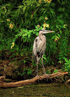 Nature Wall Art featuring the photograph Blue Heron And Yellow Lilies Close Up by Jason Fink