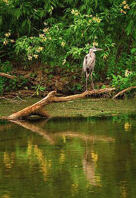 Reflection Wall Art featuring the photograph Blue Heron And Yellow Lilies Reflection by Jason Fink