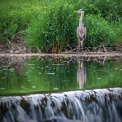 Reflection Wall Art featuring the photograph Blue Heron At Wehr's Dam by Jason Fink