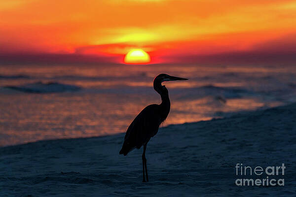 Bird Wall Art featuring the photograph Blue Heron Beach Sunset by Beachtown Views