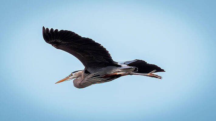 Great Heron in Flight Wall Art